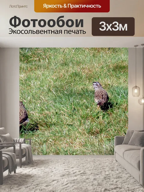 Фотообои две маленькие птицы