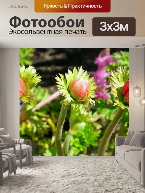 Фотообои Анемоны