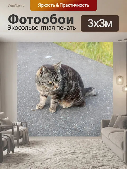 Фотообои Бездомная кошка