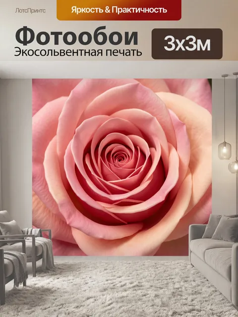 Фотообои Нежная роза в крупном плане