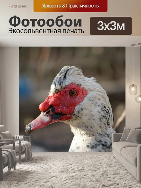 Фотообои Птицы
