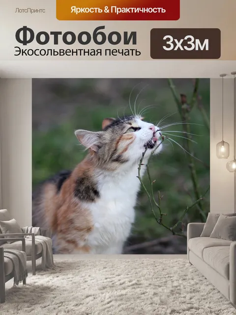 Фотообои Кот