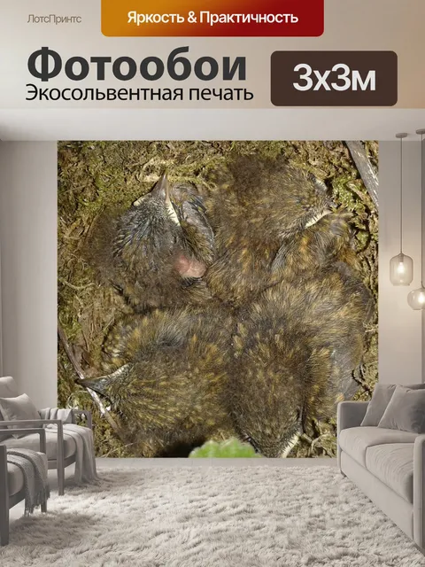 Фотообои Птицы