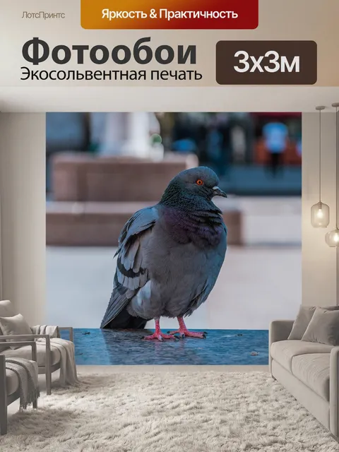Фотообои Голубь