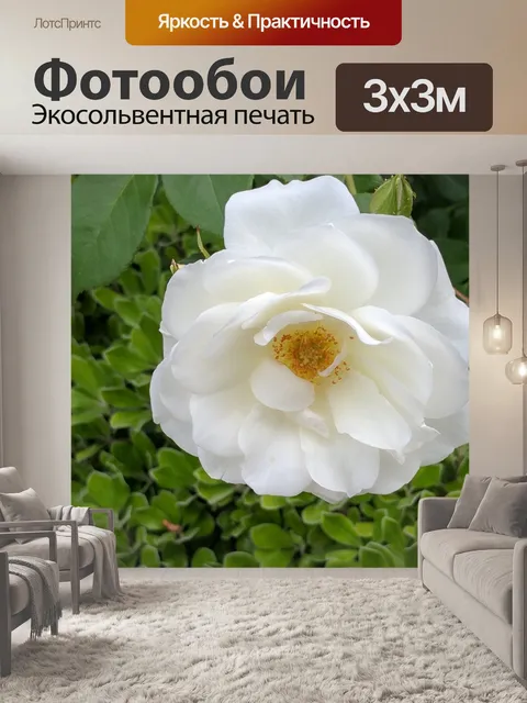 Фотообои белая роза