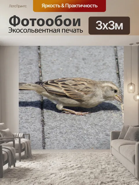 Фотообои Птица