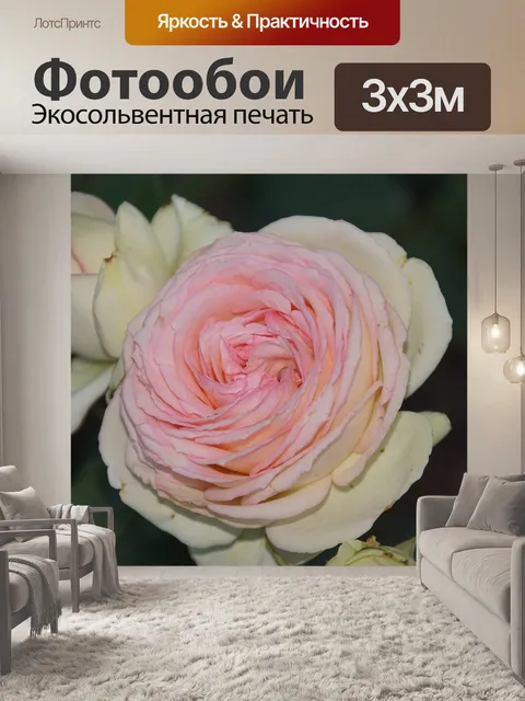 Фотообои Роза