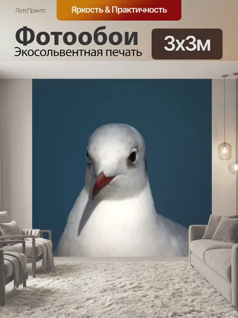 Фотообои Чайка