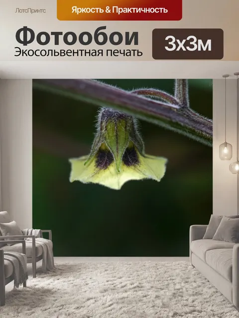 Фотообои бледно-желтый цвет крыжовника