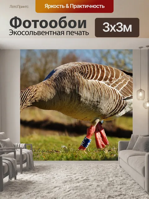 Фотообои Гусь