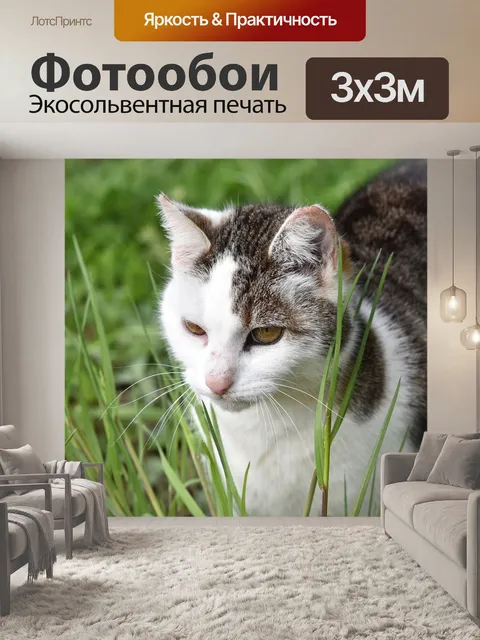 Фотообои Кошка