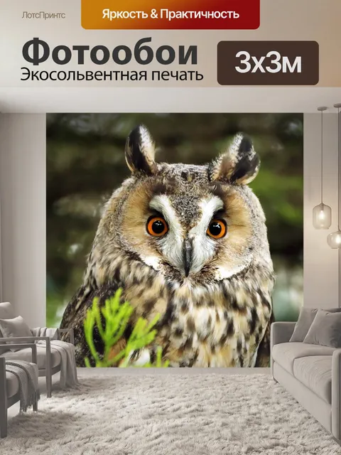 Фотообои Сова