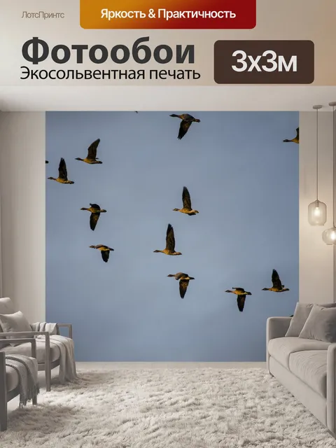 Фотообои Дикие гуси