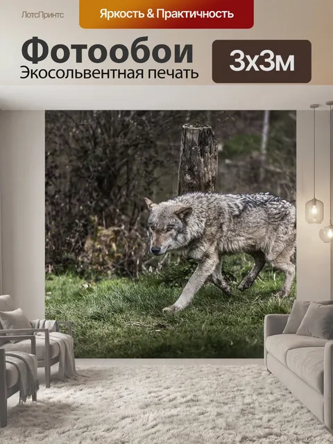 Фотообои Волк