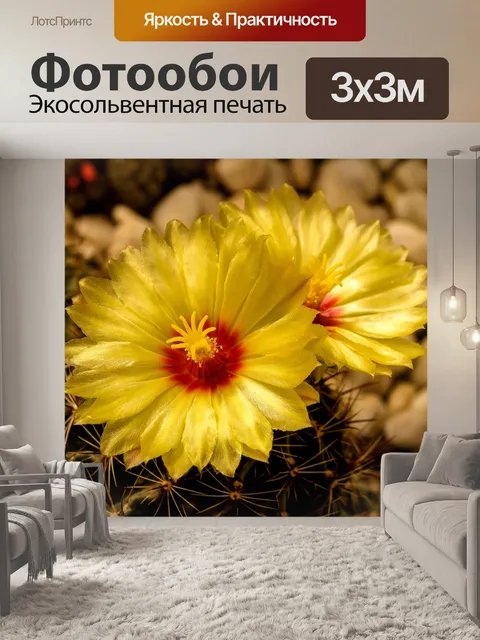 Фотообои Кактус пустынное растение