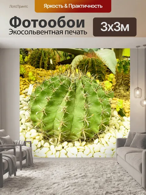 Фотообои Кактус пустынное растение
