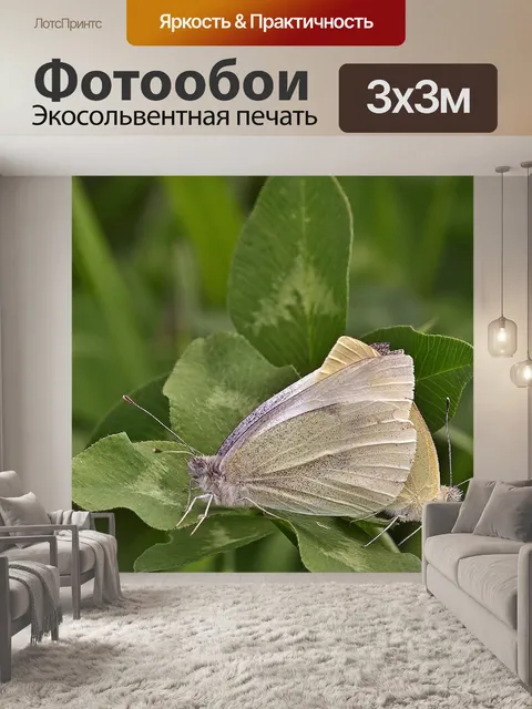 Фотообои Бабочки