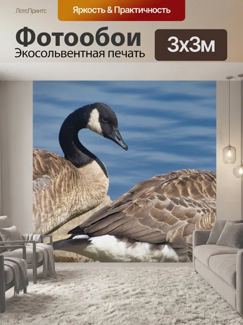 Фотообои Гуси