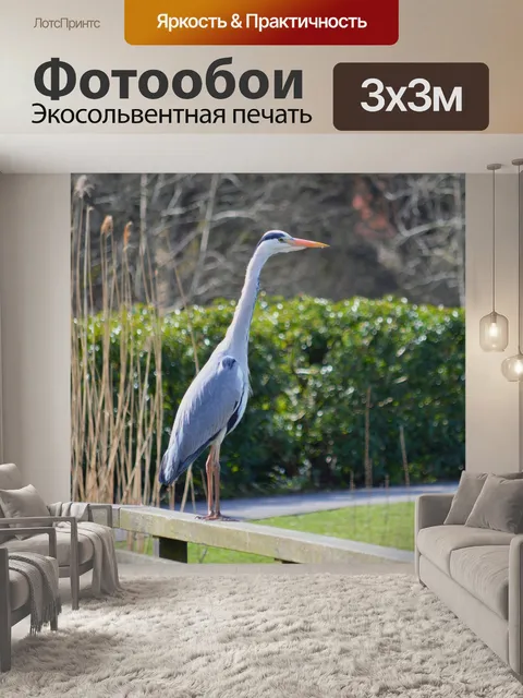 Фотообои Серая цапля