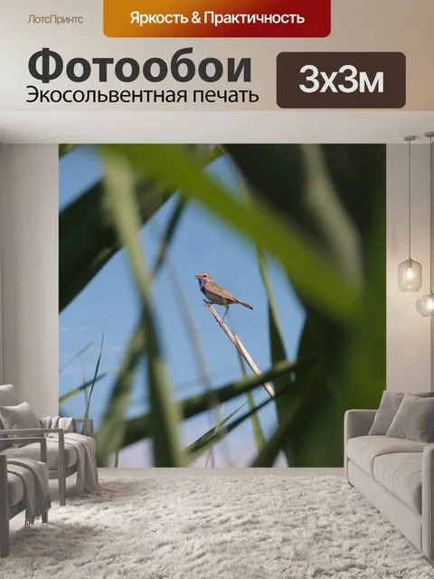 Фотообои Птицы