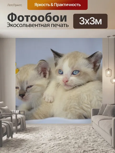 Фотообои Кошка