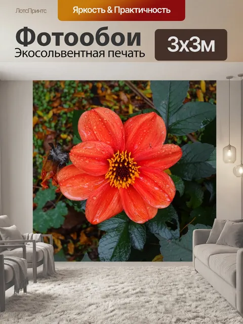 Фотообои Оранжевый цветок с каплями дождя