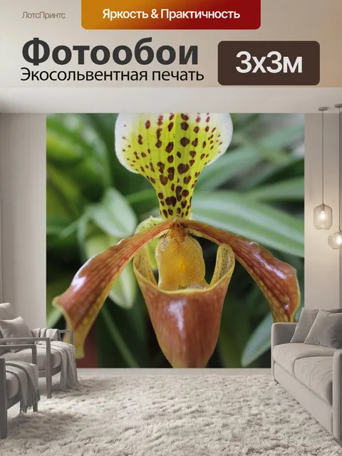 Фотообои Орхидеи