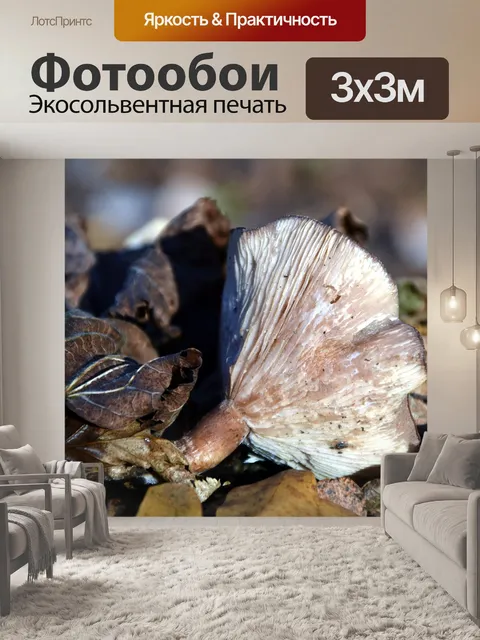 Фотообои Гриб