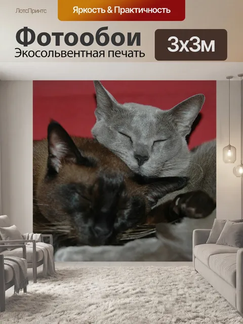 Фотообои Котенок