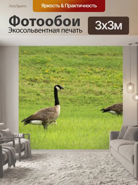 Фотообои Канада Гуси в луг
