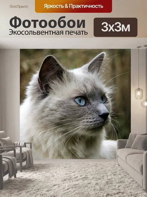 Фотообои Кошка