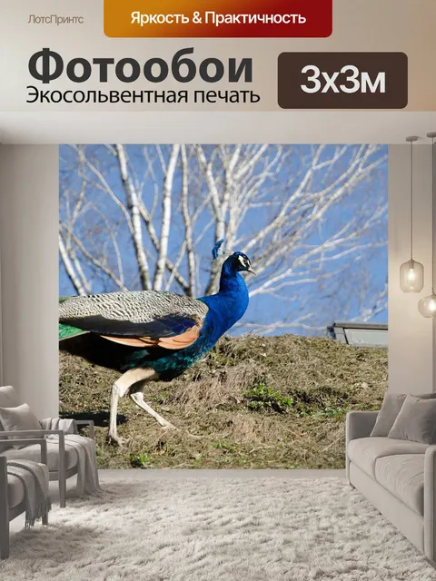 Фотообои Павлин