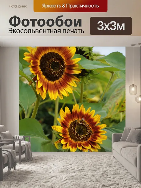 Фотообои Подсолнечник