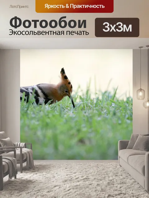 Фотообои Удод птица на траве