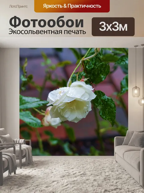 Фотообои белая роза