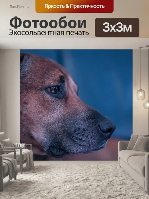 Фотообои Собака