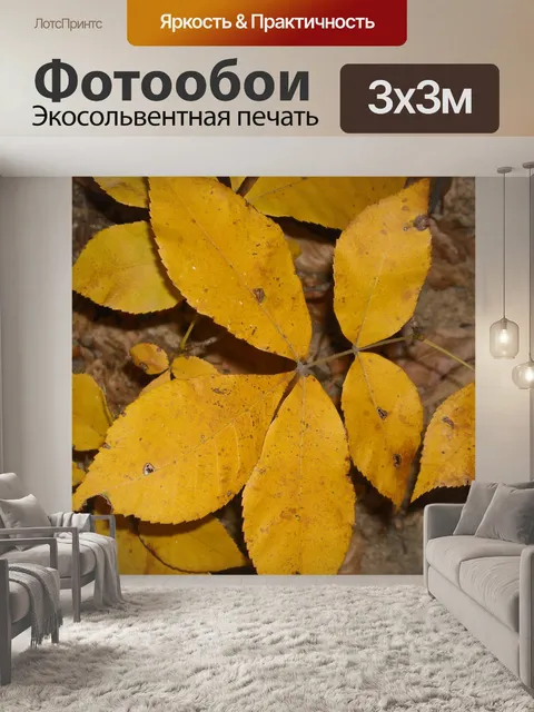 Фотообои Листья в fall
