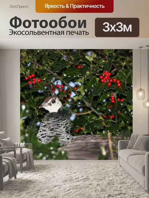 Фотообои Павлин