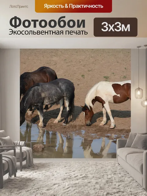 Фотообои Лошади