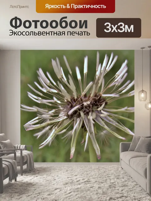 Фотообои Одуванчик