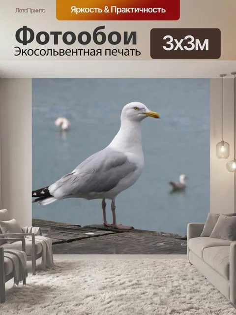 Фотообои Чайка 1
