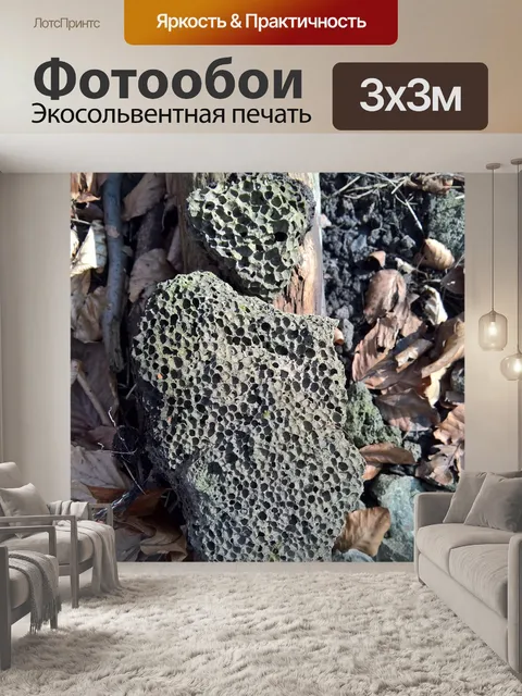 Фотообои Лес