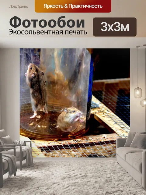 Фотообои Хомячки