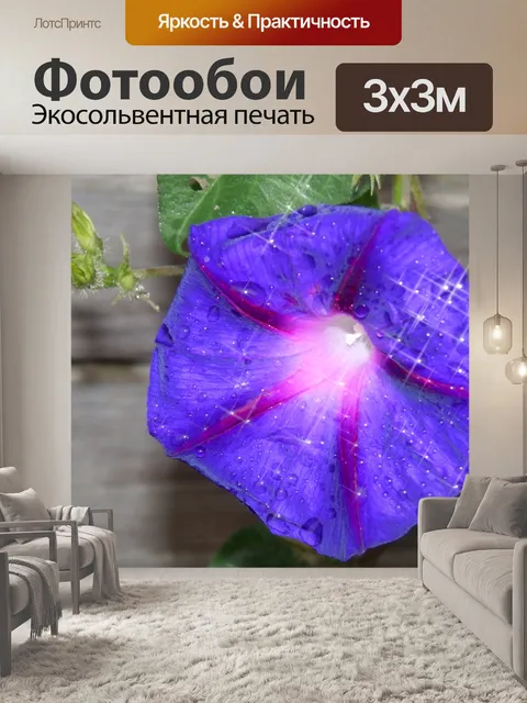 Фотообои Игристое мокрый Morning Glory