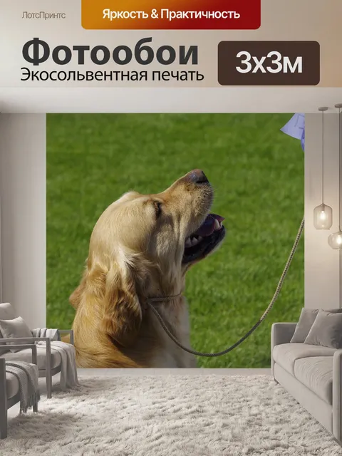 Фотообои Собака