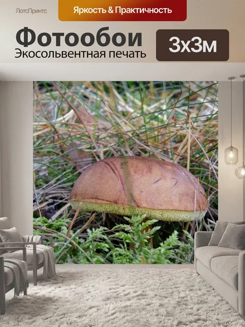 Фотообои Гриб в лесу