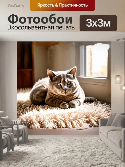 Фотообои британская короткошерстная кошка