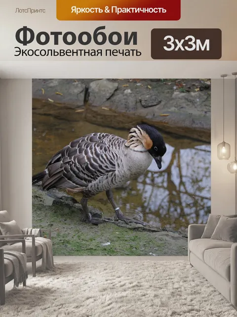 Фотообои Гусь