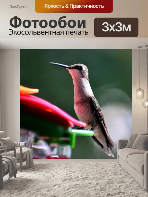 Фотообои Колибри на фоне фидера