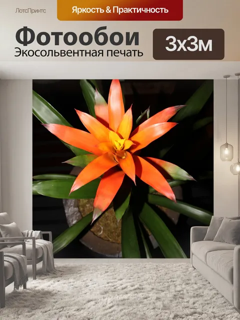 Фотообои оранжевый цветок